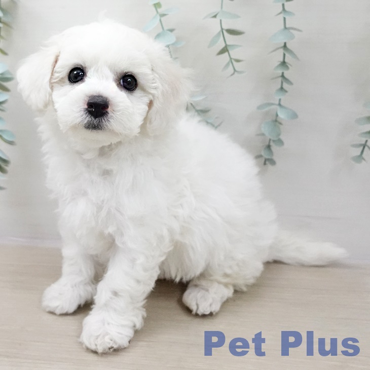 長野県のビションフリーゼ (ペットプラス 長野店/2026年2月22日生まれ/女の子/ホワイト)の子犬