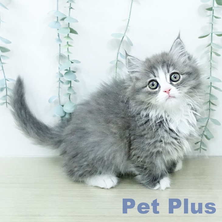 神奈川県のマンチカン (ペットプラス 新百合丘店/2026年2月7日生まれ/女の子/ブルーホワイト)の子猫の1枚目の画像