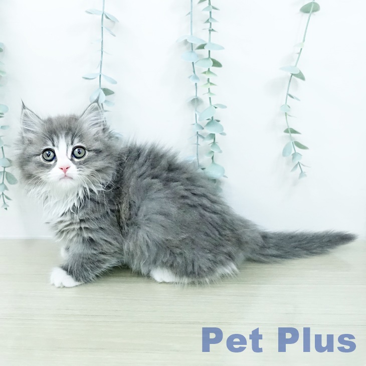 神奈川県のマンチカン (ペットプラス 新百合丘店/2026年2月7日生まれ/女の子/ブルーホワイト)の子猫の2枚目の画像