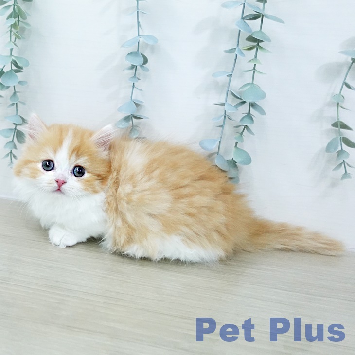 ミヌエットの写真2