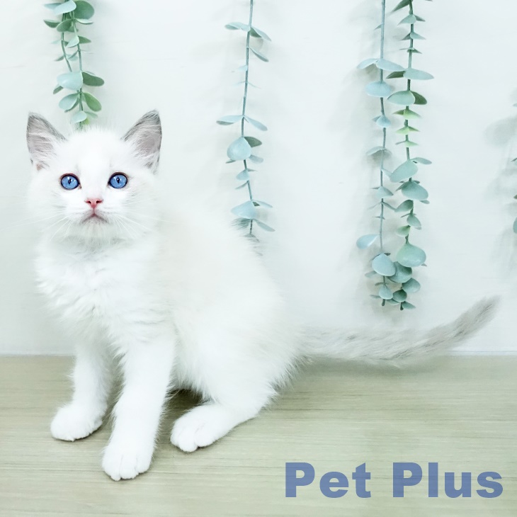 埼玉県のラグドール (ペットプラス 羽生店/2026年2月22日生まれ/男の子/シールポイントバイカラー)の子猫の1枚目の画像