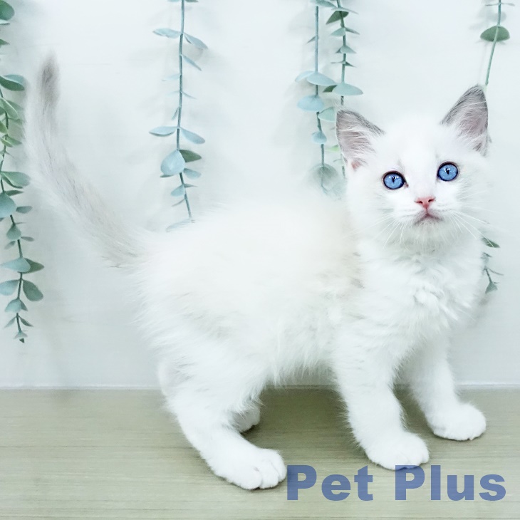 埼玉県のラグドール (ペットプラス 羽生店/2026年2月22日生まれ/男の子/シールポイントバイカラー)の子猫の2枚目の画像