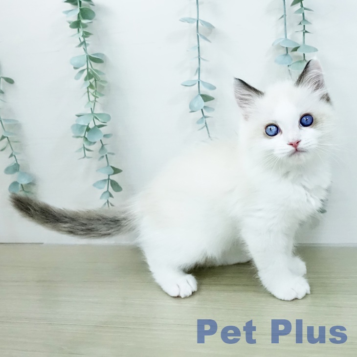 神奈川県のラグドール (ペッツワン 小田原店/2026年2月22日生まれ/男の子/シールポイントバイカラー)の子猫の1枚目の画像