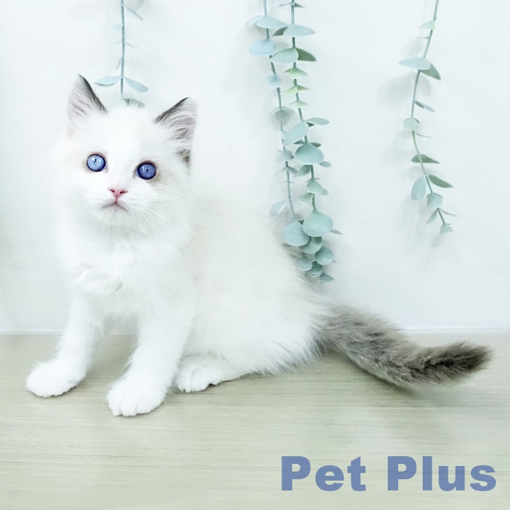 神奈川県のラグドール (ペッツワン 小田原店/2026年2月22日生まれ/男の子/シールポイントバイカラー)の子猫の2枚目の画像