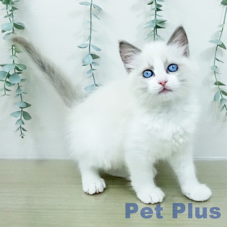 ラグドールの写真2