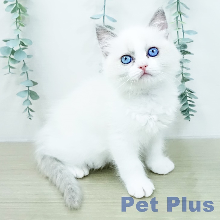埼玉県のラグドール (ペットプラス ららぽーと新三郷店/2026年2月22日生まれ/女の子/ブルーポイントバイカラー)の子猫の1枚目の画像
