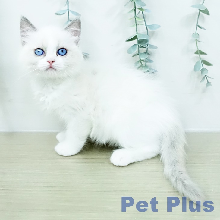 埼玉県のラグドール (ペットプラス ららぽーと新三郷店/2026年2月22日生まれ/女の子/ブルーポイントバイカラー)の子猫の2枚目の画像