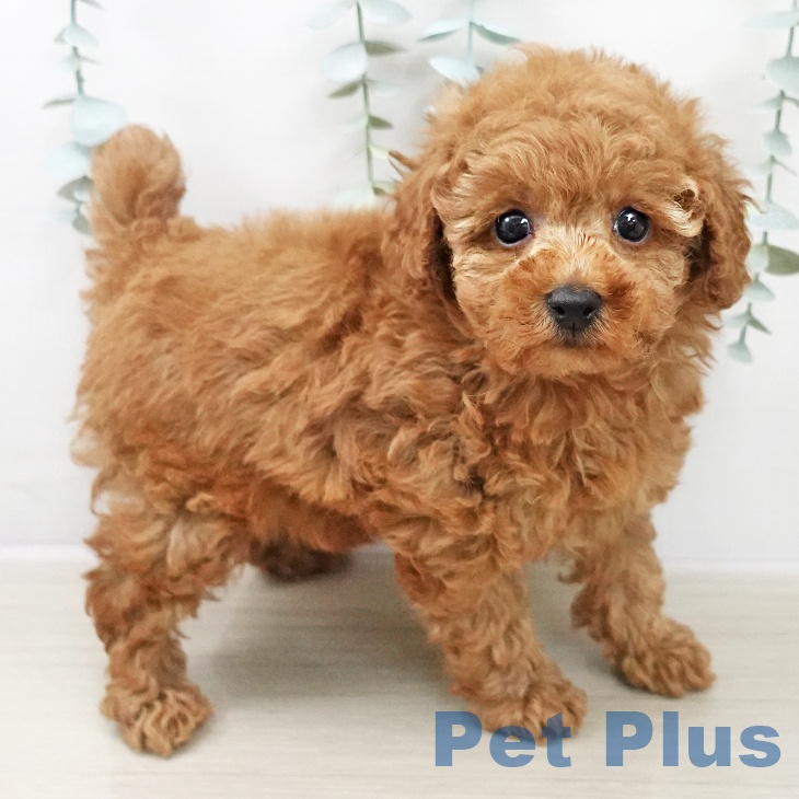 トイ・プードル