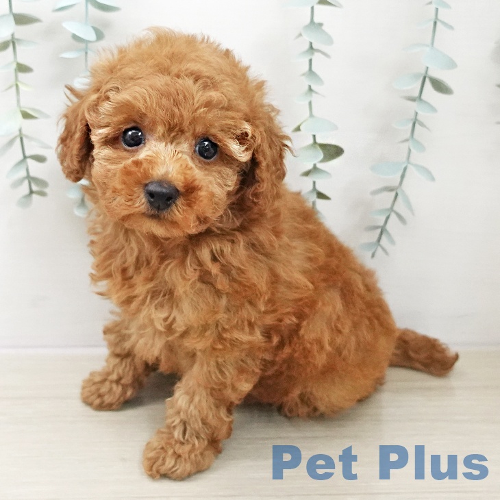 トイ・プードルの写真2