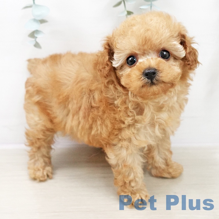 トイ・プードル