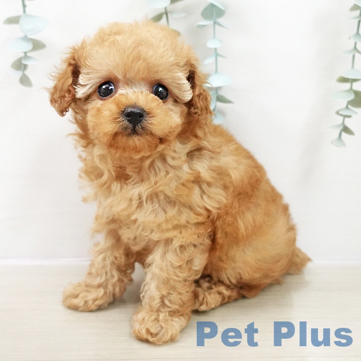 トイ・プードルの写真2