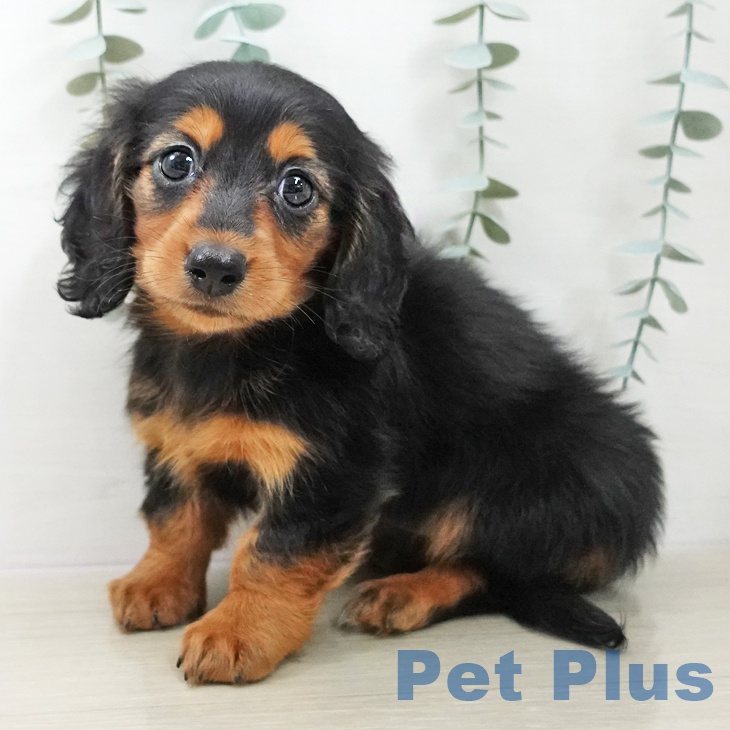 カニーンヘン・ダックスフンド