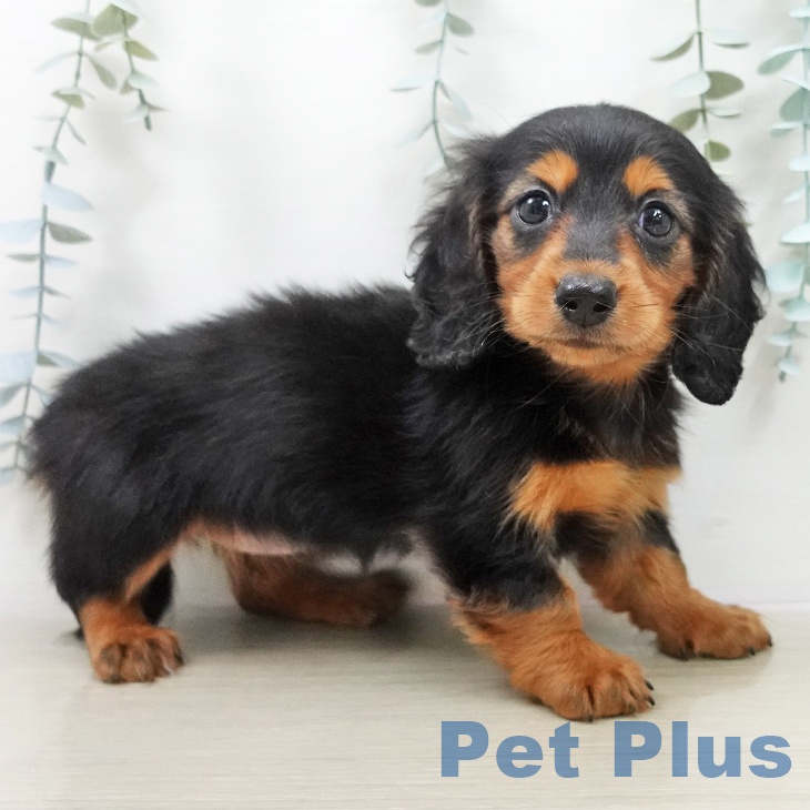 カニーンヘン・ダックスフンドの写真2