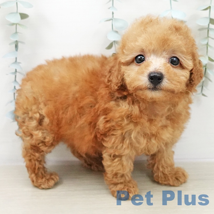 トイ・プードル