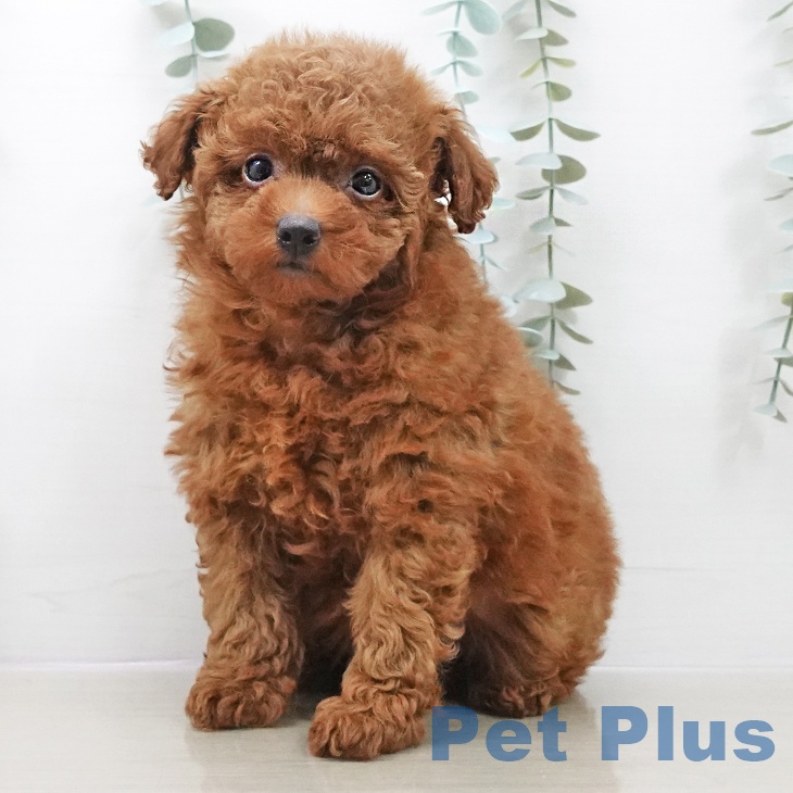 トイ・プードルの写真2