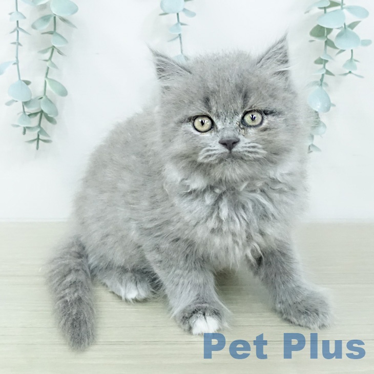 埼玉県のブリティッシュショートヘアー (ペットプラス 羽生店/2026年2月18日生まれ/男の子/ブルー)の子猫の1枚目の画像