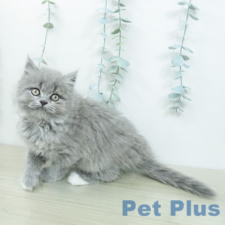 埼玉県のブリティッシュショートヘアー (ペットプラス 羽生店/2026年2月18日生まれ/男の子/ブルー)の子猫の2枚目の画像