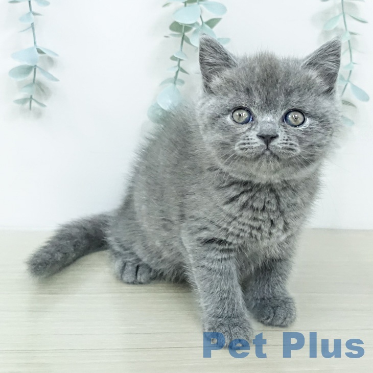 埼玉県のブリティッシュショートヘアー (ペットプラス ららぽーと新三郷店/2026年2月18日生まれ/女の子/ブルー)の子猫の1枚目の画像