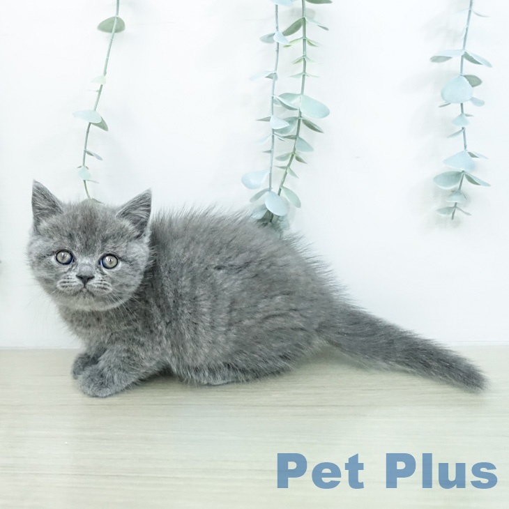埼玉県のブリティッシュショートヘアー (ペットプラス ららぽーと新三郷店/2026年2月18日生まれ/女の子/ブルー)の子猫の2枚目の画像