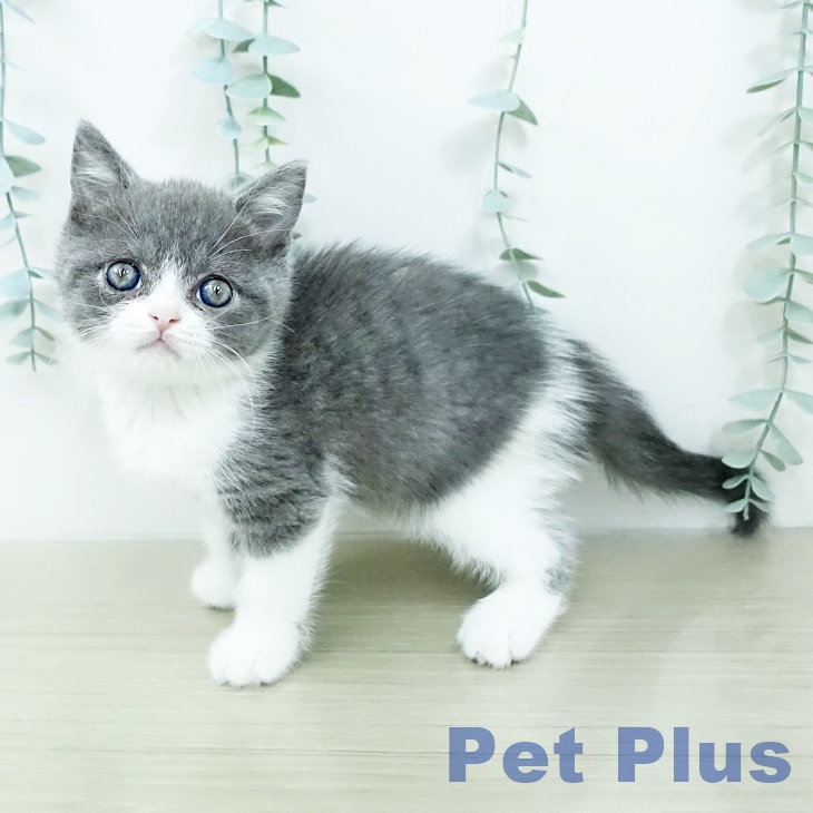 長野県のブリティッシュショートヘアー (ペットプラス 松本店/2026年2月19日生まれ/男の子/ブルーホワイト)の子猫