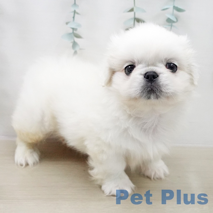 ペキニーズの写真2