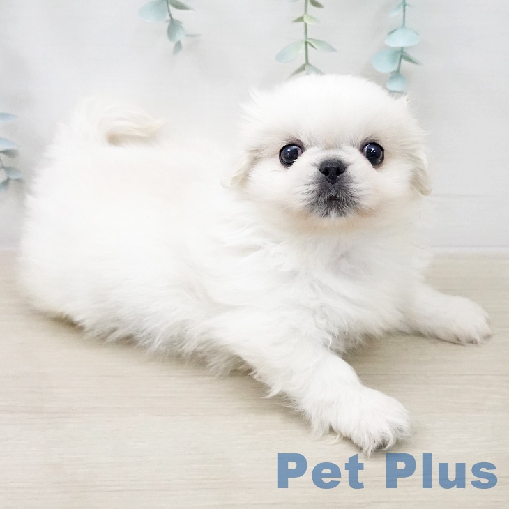 ペキニーズの写真2