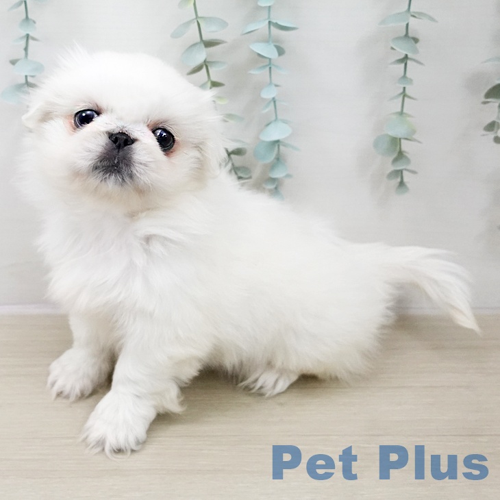 ペキニーズの写真2