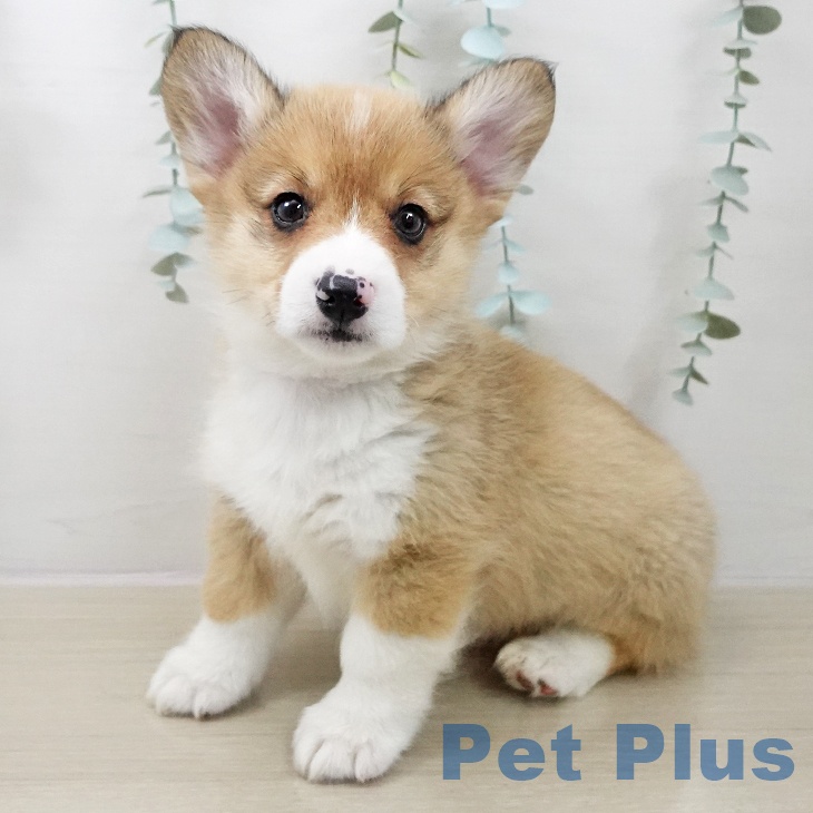 ウェルシュ・コーギー・ペンブローク