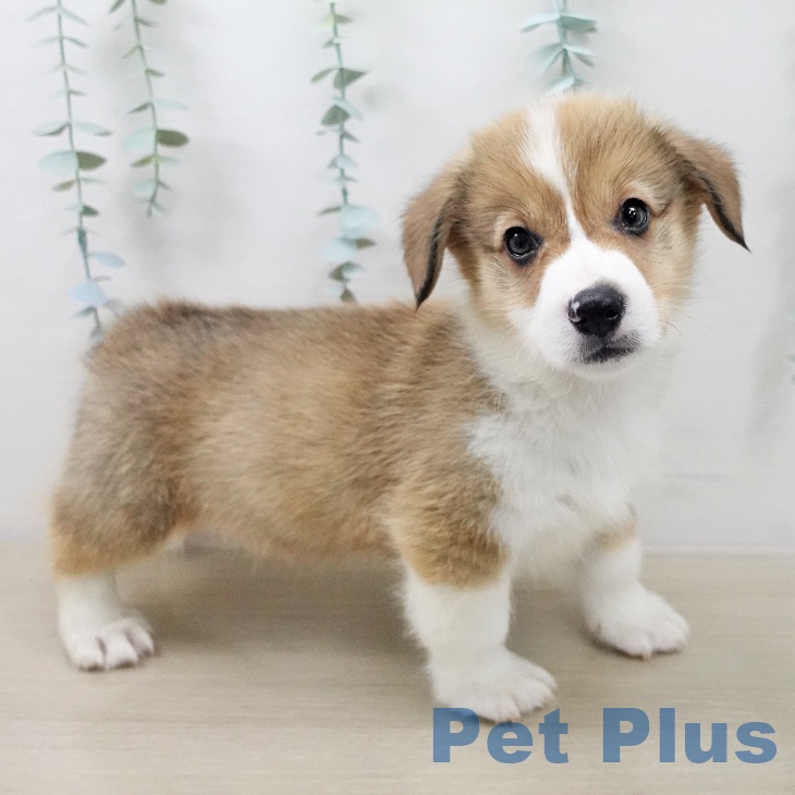 ウェルシュ・コーギー・ペンブローク