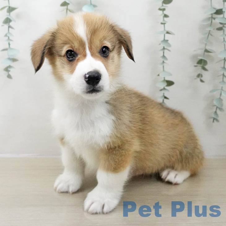 ウェルシュ・コーギー・ペンブロークの写真2