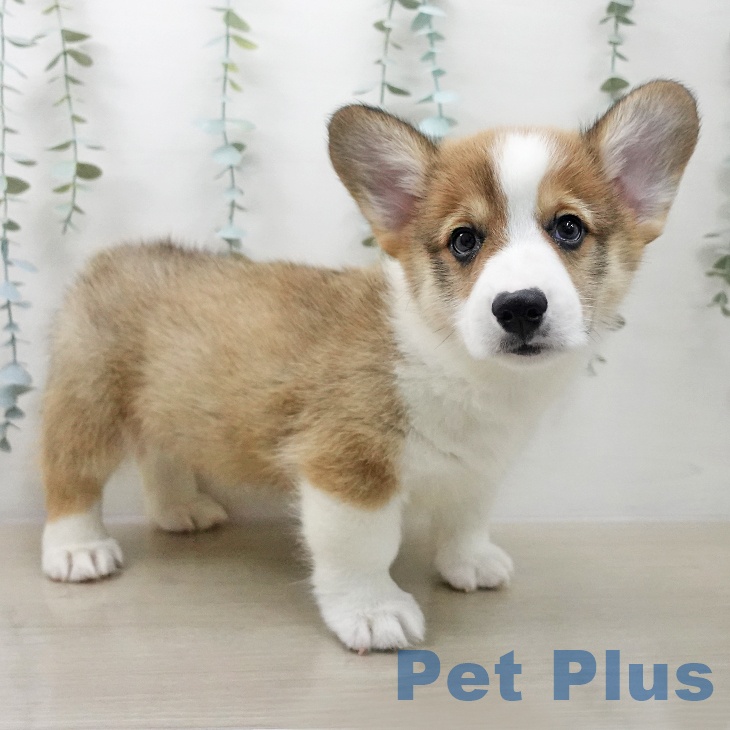 ウェルシュ・コーギー・ペンブローク