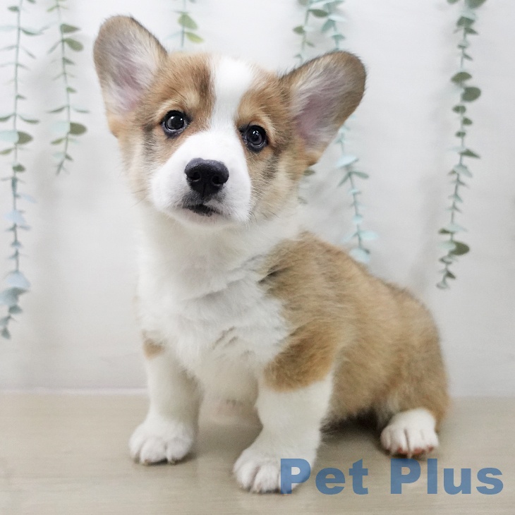 ウェルシュ・コーギー・ペンブロークの写真2