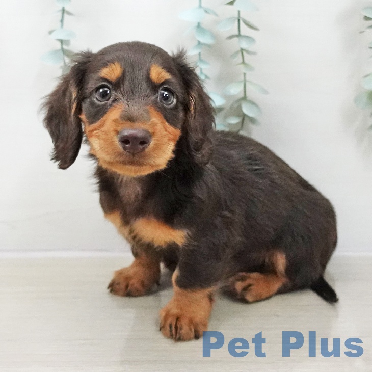 ミニチュア・ダックスフンド