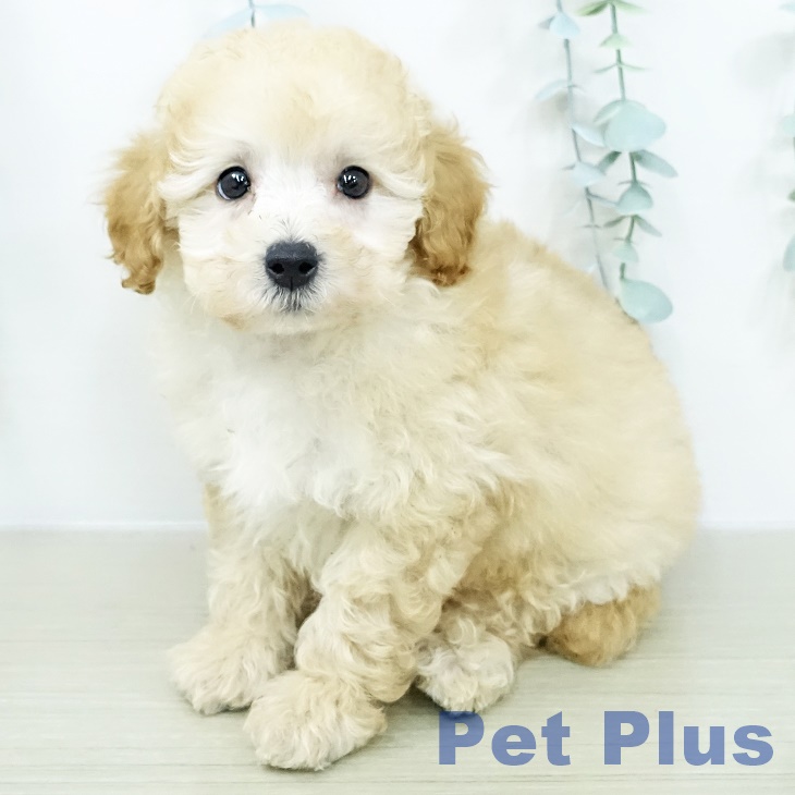 トイ・プードル