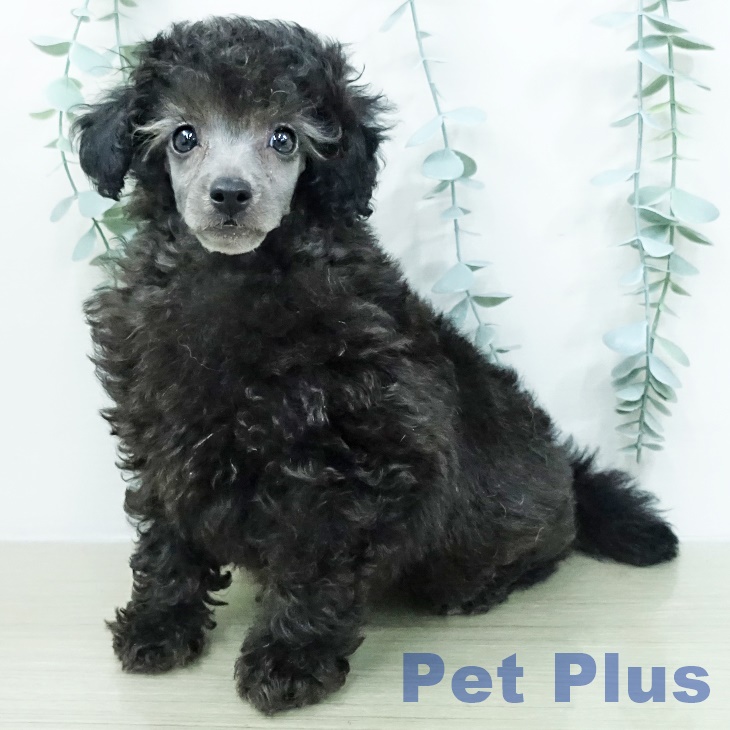 トイ・プードル