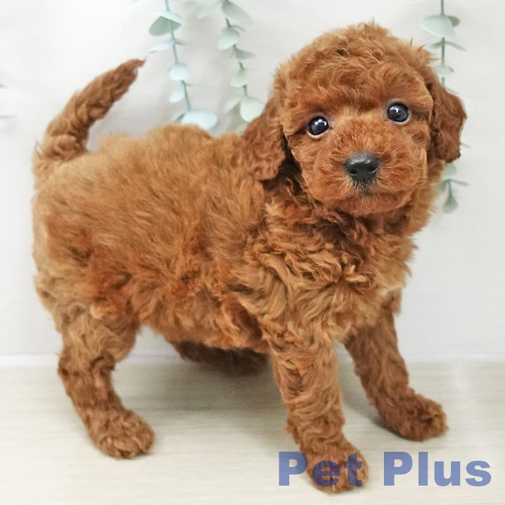 トイ・プードルの写真2