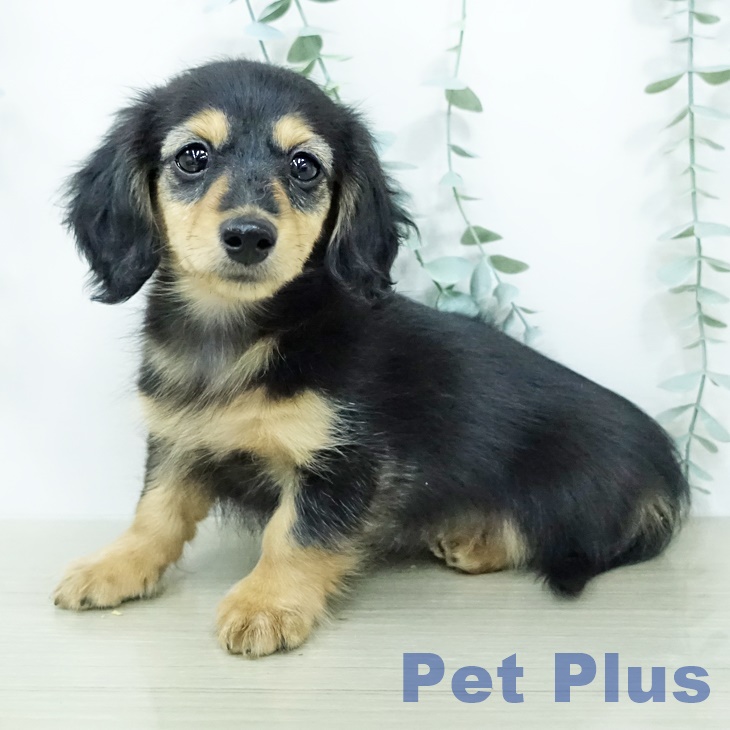 神奈川県のミニチュアダックスフンド(ロング) (ペットプラス 川崎ルフロン店/2026年2月21日生まれ/男の子/ブラックタン)の子犬