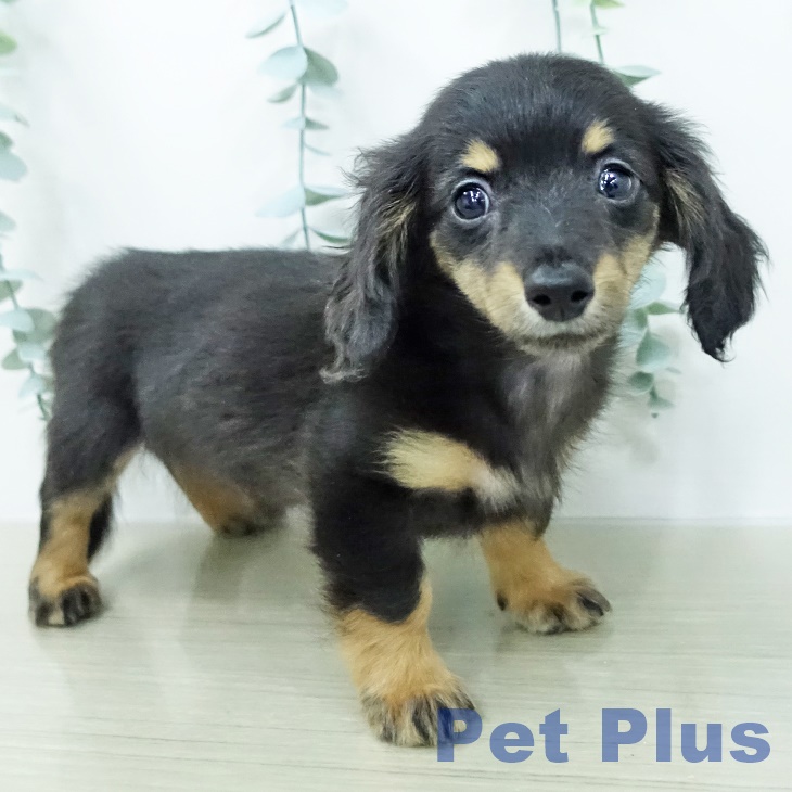 ミニチュア・ダックスフンド