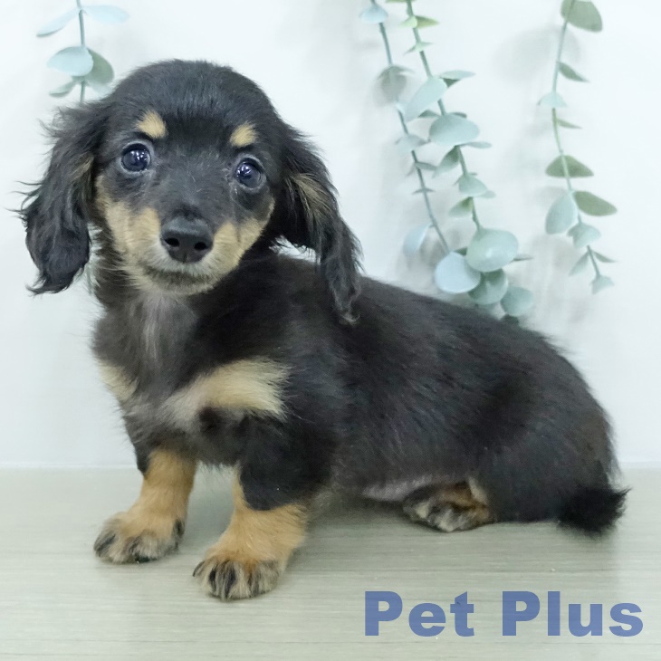 ミニチュア・ダックスフンドの写真2