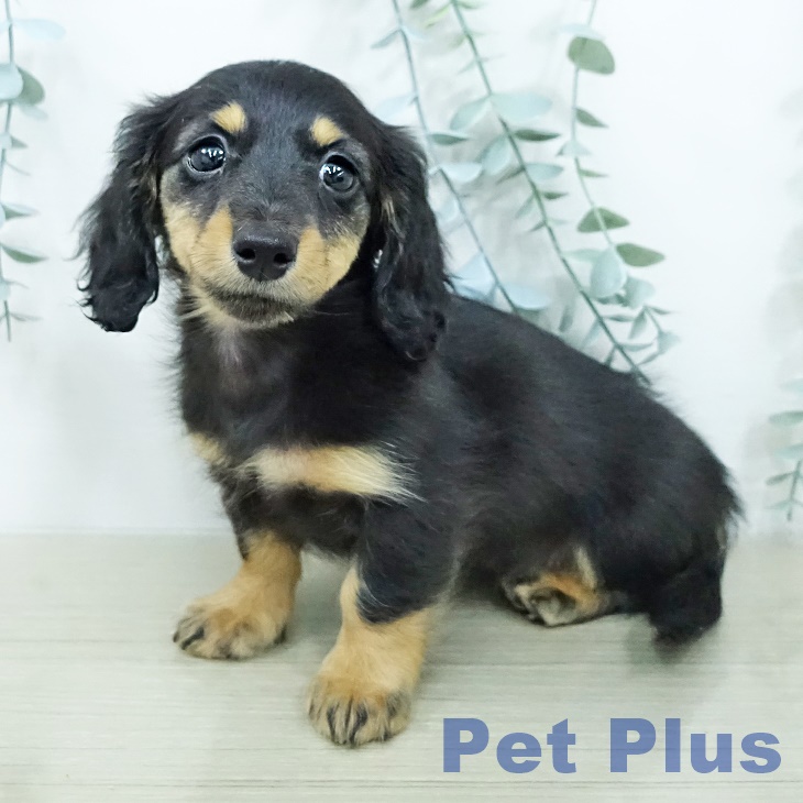 ミニチュア・ダックスフンドの写真2