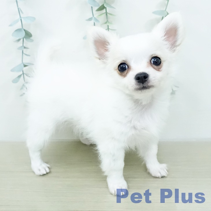 長野県のチワワ(ロング) (ペットプラス 長野店/2026年2月23日生まれ/男の子/ホワイトフォーン)の子犬