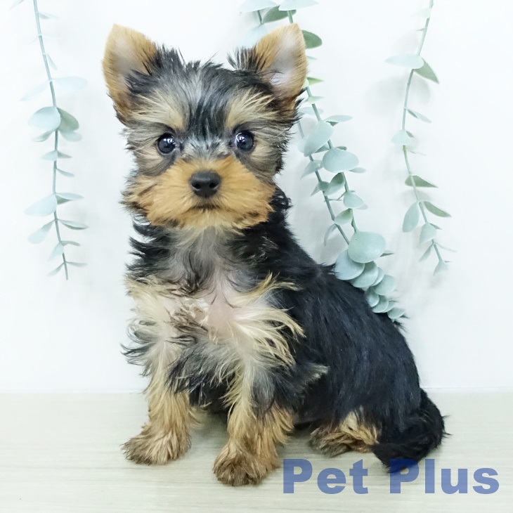 ヨークシャー・テリア