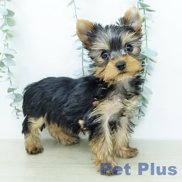 ヨークシャー・テリアの写真2