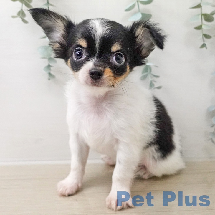 神奈川県のチワワ(ロング) (ペッツワン 小田原店/2026年2月24日生まれ/男の子/ブラックタンホワイト)の子犬の1枚目の画像