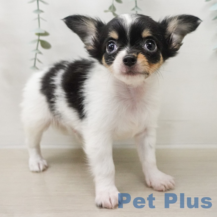 神奈川県のチワワ(ロング) (ペッツワン 小田原店/2026年2月24日生まれ/男の子/ブラックタンホワイト)の子犬の2枚目の画像