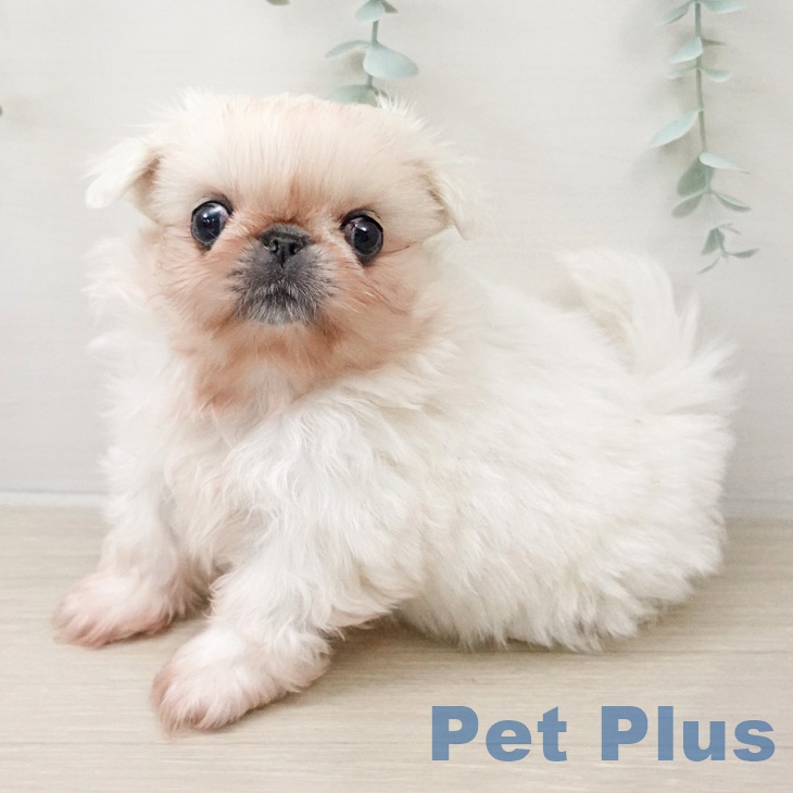 千葉県のペキニーズ (ペットプラス 成田店/2026年2月23日生まれ/男の子/ホワイト)の子犬の1枚目の画像