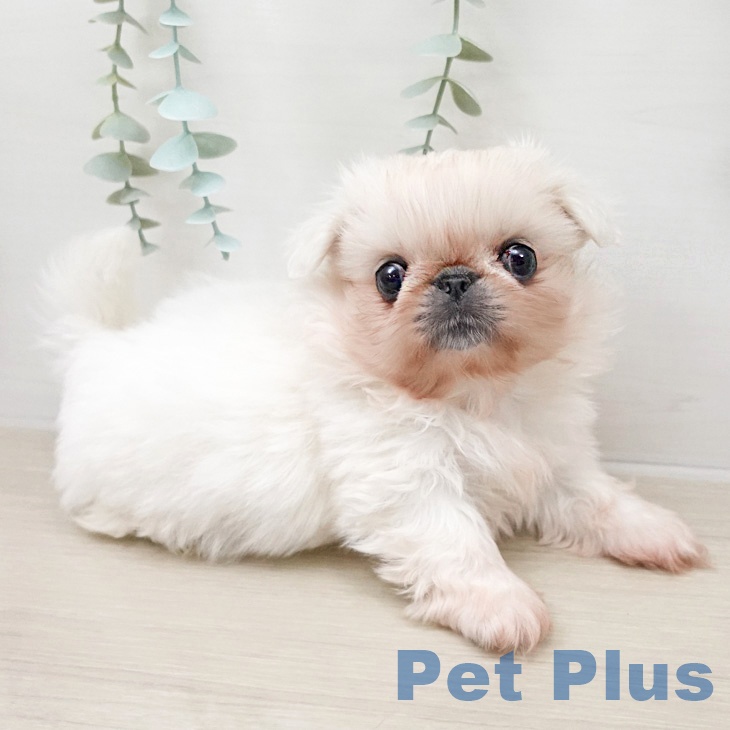 千葉県のペキニーズ (ペットプラス 成田店/2026年2月23日生まれ/男の子/ホワイト)の子犬の2枚目の画像