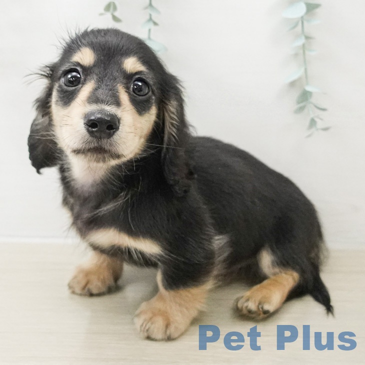 長野県のカニンヘンダックスフンド(ロング) (ペットプラス 上田店/2026年2月23日生まれ/男の子/ブラックイエロー)の子犬