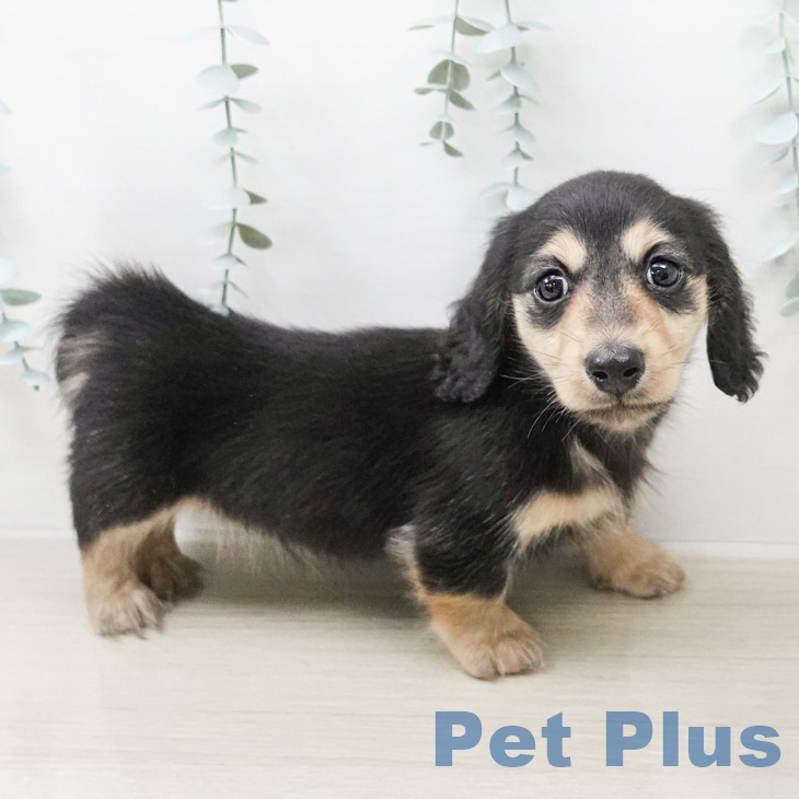 カニーンヘン・ダックスフンド