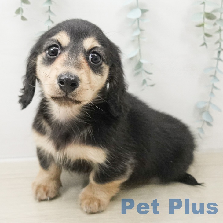 カニーンヘン・ダックスフンドの写真2